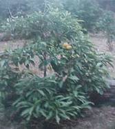 /album/fotogaleria/planta-de-caimito-jpg/